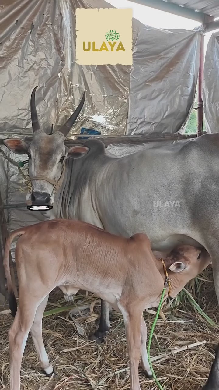A2 Premium Native Cow Ghee
